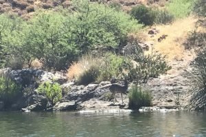 Canyon-lake-deer Canyon-lake-deer